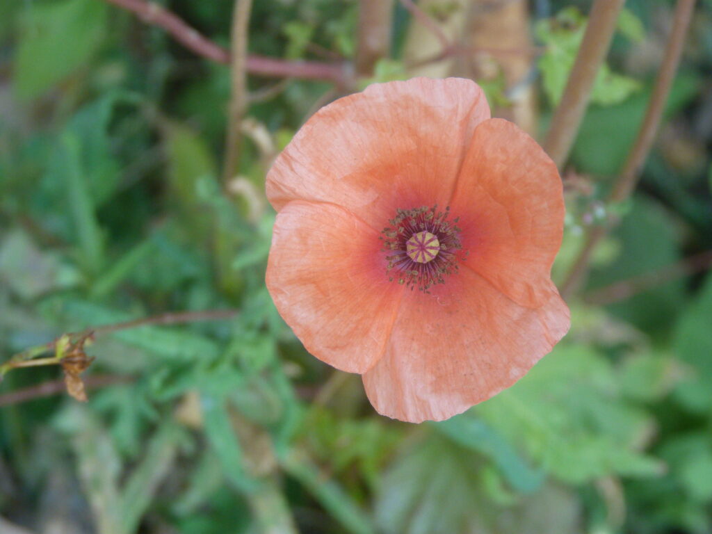 Cantico IV A un cuore in pezzi